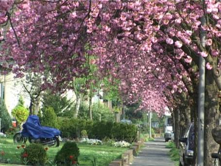 Moers-Meerbeck : Japanische Kirschblüte